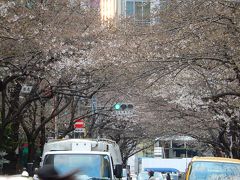 咲き始めた日本橋桜通りの桜