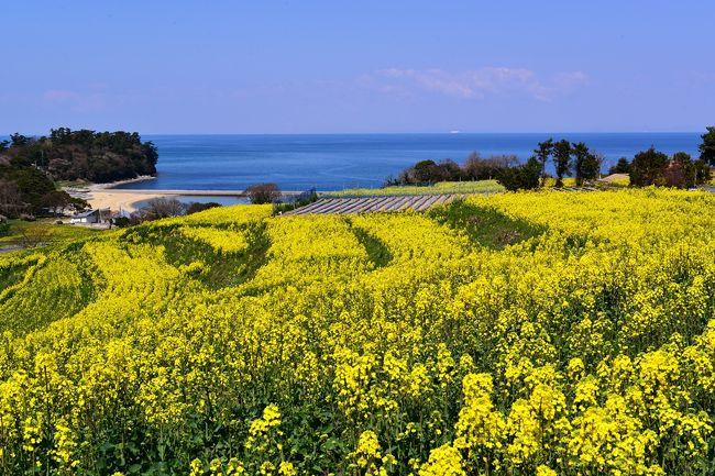  3月21日から菜の花フェスタを開催している花の岬、長崎鼻リゾートキャンプ地で、菜の花が見ごろを迎えています。<br /> 12ヘクタール、1200万本、九州最大級の菜の花が青い周防灘に向かって咲きこぼれています。