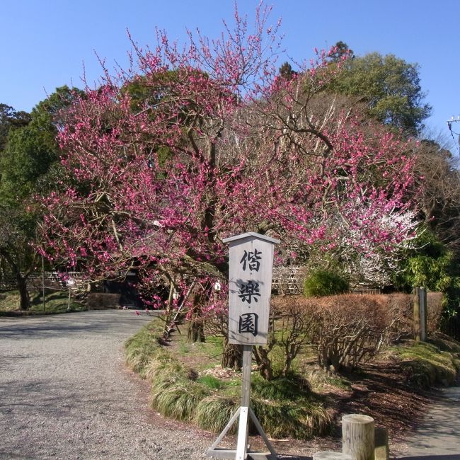 今回は、水戸の偕楽園から那珂湊を経て大洗行きのコースを取りました。<br /><br />常磐線の水戸駅から、バスに乗って偕楽園へ向かいます。　下車後、細い路地を通って、表門から入場しました。<br /><br />大杉森（右）と孟宗竹林（左）の中を抜け、吐玉泉に寄ります。　梅の花も咲いているのがわかり、とても良い気分です。<br />それから、南門近くを通り、見晴広場に出ます。　一旦、東門を出て、入り直して、今度は好文亭に向かいました。<br /><br />好文亭の各部屋を見学し、江戸時代の風流を味わいます。　好文亭を出た後に、ここでしか売られていないという「梅もなか」をお土産に購入しました。<br /><br />最後は、東西梅林の中をのんびりと散策します。　あと少し暖かくなると、もう満開です。<br />御成門を出たところのお店で、甘酒をいただき、再び、バスで水戸駅に戻りました。<br /><br />次は、常磐線でお隣の勝田駅まで出て、ひたちなか海浜鉄道湊線で那珂湊駅まで行きます。<br />駅から１０分くらい歩くと、おさかな市場があり、平日にもかかわらず、市場の活気のある声が聞こえてきます。<br />その中で、私は昼食に「やまさ」というお店に入り、１日限定１０食という姿造定食を注文します。<br />鯛の活き造り、鮪の刺身、天ぷら、しじみの味噌汁、茶碗蒸しなど市場の雰囲気のある料理で、とても満足しました。<br />ふたたびぶらぶらして、途中試食を楽しみながら歩いていると、テレビのクルーも取材に来ていました。<br /><br />那珂湊をあとにして、水戸まで戻り、今度は鹿島臨海鉄道大洗鹿島線に乗車します。　こちらの電車も１両のかわいい車両です。<br /><br />大洗駅で降りて、海岸に向かって１０数分歩きます。　通り道からは、大洗マリンタワーがそびえているのがわかります。<br />マリンタワーに登頂すると、３６０°周囲を見渡せます。　海岸には、漁船やフェリーを見ることができます。<br /><br />マリンタワーを出て、海浜公園に向かいます。<br />マリンタワーや海浜公園は、あの３．１１の地震による津波が押し寄せたところだそうです。<br />そのための護岸工事でしょうか、かなり広範囲にわたって行われています。<br /><br />今回は花見あり、海の幸ありでバラエティーに富んだ１日を過ごせました。