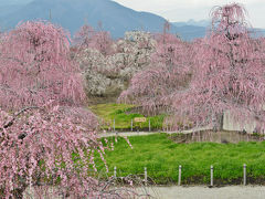 三重県で梅まつりを楽しむ