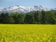 ２０１４年最初の北海道　　終章４．菜の花