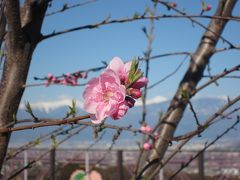 ぶらり山梨県1泊２日の旅（さくら・ももの花の開花はまだでした。）