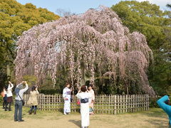 京都御苑　桜咲く！2015年