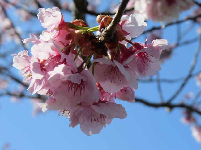 小野市にゆぴかという温泉がある。<br />小野アルプスを縦走する時の起点となるところで、JRの市場駅から歩いて数分で行ける。<br />その市場駅の近く、加古川の堤防沿いに桜並木があって、いろんな種類の八重桜が咲くことで知られている。<br />まだまだ、早いとは思いながら立ち寄ってみた。