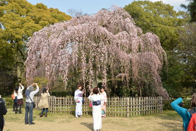 京都御苑の桜に参ります。<br />近畿でも和歌山に続き大阪でも桜の開花の発表もあり<br />いよいよ桜シーズンに入りますね。<br />またまた忙しくも楽しい季節です。<br />私の場合は写真を撮っていると季節に関係なくいつでも楽しいのですが(*&#39;ー&#39;*)ふふっ♪<br />単細胞の私としては余り考えずガンガン撮影したいと思います。
