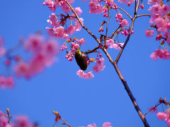 ２０１５　桜祭り　その前に　飛鳥山　そして本番は