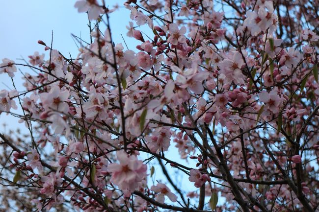 1月の終わりから2月の始めにかけて、モロッコでは桜が見頃・・<br />ではなくて、実はこの花アーモンドです！