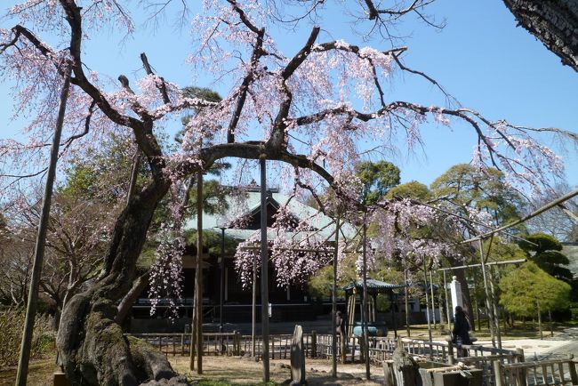 桜開花が始まったが、まだ見ごろには少しかかりそう。<br />東京から千葉に入ってすぐに、松戸に東漸寺がある。<br />ここの、枝垂れ桜は今が見ごろらしい。<br /><br />近くにきたついでに、このお寺を訪れた。<br />それほど期待していなかった枝垂れ桜は、大きく艶やかで、期待を上回る素晴らしい桜だった。<br />枝垂れ桜は、京都醍醐寺や円山公園の枝垂れ桜が素晴らしいが、東漸寺の枝垂れ桜も負けずに素晴らしいものだった。<br /><br />東漸寺(とうぜんじ）は千葉県松戸市にある５３０年の歴史をもつ浄土宗のお寺。 