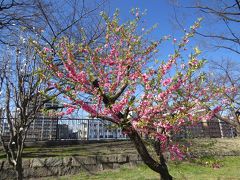 大阪城の桜の開花状況を下見、桃の花が咲いていましたよ。