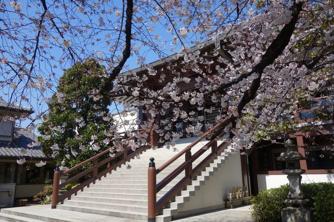 日暮里駅に降りて少しだけ歩いてきました。ホントはもっと歩いてうろうろしたかったけど、脚が弱いのでちょっとだけの散策でした。桜はまだ早いので期待してなかったけど、早咲きの桜が咲いてて今年初めてのお花見がここで出来ました。