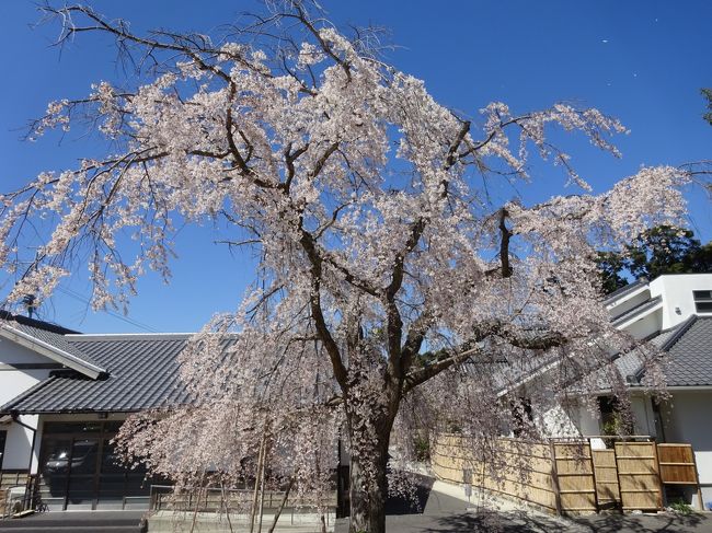 ぽかぽか陽気に誘われて佐鳴湖公園に桜を見に行って来ました。<br />いつもはなにげに通っている地元の公園ですが、歩いて見るとまた違ったものが見えてきます。<br />来週には桜も満開に近い状態になる感じ・・・。<br />