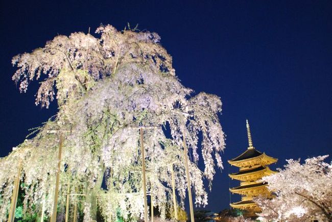 京都でお花見をするようになって10年近く。<br />2014年のお花見一日目はお馴染みのところへ行ったので<br />二日目午後は一般公開の日に当たっていた久々の御所と<br />夜桜のライトアップでは初の東寺に行ってきました。