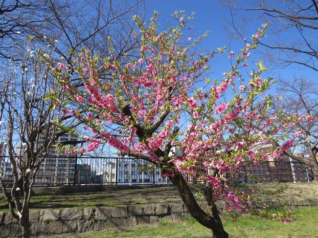 寒さも遠のき、ポカポカ陽気の大阪城へ<br /><br />桜はドンナンカな〜<br /><br />大阪城・桃園の木が紅白の花を咲かせていました<br /><br />中でも源平・枝垂れ源平の桃の木の花が注目の的でした<br /><br />桜は来週が見ごろでしょうか<br /><br /><br /><br /><br /><br />表紙　　　　　　　　　　　　　　　　　　　　　　　　　　　　大阪城・桃園