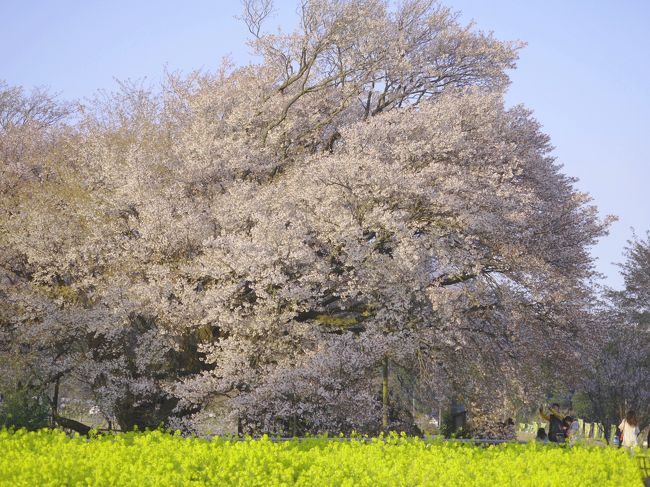 【桜を見よう】阿蘇一心行の大桜