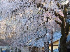 京都を歩く(222) しだれ桜始めました