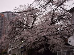 東京散歩♪ vol.28 恵比寿・・・桜・桜・桜・・・♪