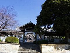 名古屋市昭和区・香積院（こうじゃくいん）・しだれ桜