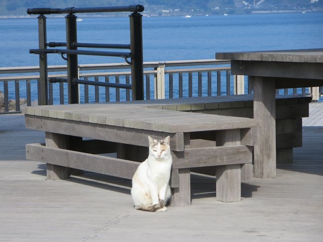 ２０１４年の目標、着々と達成にむけ邁進！<br />九州で唯一訪れていない県、鹿児島へ行こう。ということで、急きょ決めた鹿児島行です。<br />平川動物園訪問が第一目的でしたが、最終日、お天気も良く鹿児島市からフェリーでたった１５分で行けるという手軽さから桜島へ行くことに…<br /><br />それにしても、島にはやっぱり猫がよく似合う（＾＾）