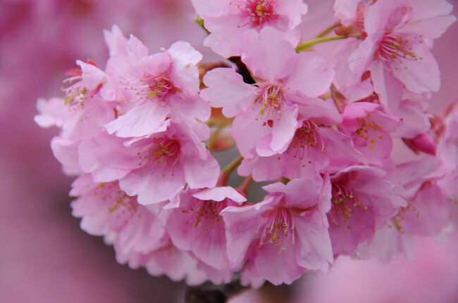 今年最初の親を連れての旅。<br /><br />４年前、河津桜を観に、河津と下賀茂温泉を訪れた時、次は下賀茂温泉に泊まりたいと言われたのを思い出し、今回は下賀茂温泉とみなみの桜に絞っての旅とした。<br /><br />前回は、寒さが続き開花が遅れていまひとつだったので、今回は１週間ほど後ろにずらして訪れることに。<br />しかし、自然相手ではそう上手くはいかないもの。<br />今年は、開花が早まり、前の週には見ごろを迎えてしまい。。。<br /><br />葉桜かもと思いながらの出発となった。