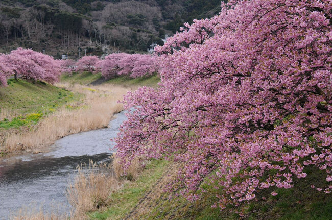 今年最初の親を連れての旅。<br /><br />4年前、河津桜を観に、河津と下賀茂温泉を訪れた時、次は下賀茂温泉に泊まりたいと言われたのを思い出し、今回は下賀茂温泉とみなみの桜に絞っての旅とした。<br /><br />前回は、寒さが続き開花が遅れていまひとつだったので、今回は1週間ほど後ろにずらして訪れることに。<br />しかし、自然相手ではそう上手くはいかないもの。<br />今年は、開花が早まり、前の週には見ごろを迎えてしまい。。。<br /><br />葉桜かもと思いながらの出発となった。