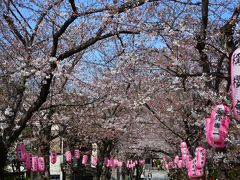 ２０１５年３月２８日　横浜 金沢文庫 称名寺の桜の開花は２分咲きでしたが、気持ちよく、 お花見しました。翌日は、もう６～７分咲きで、びっくり！