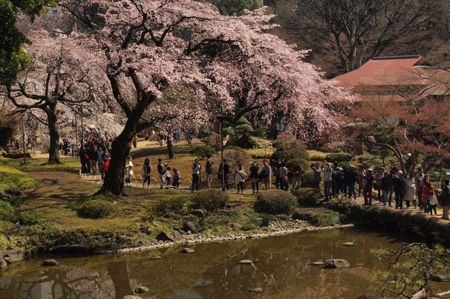 江戸時代の初期に水戸徳川家の祖である頼房が、江戸の中屋敷（後に上屋敷）の庭として造ったもので、二代藩主の光圀の代に 完成した庭園だそうです。<br />文化財保護法によって価値の高い日本庭園として、特別名勝及び特別史跡に指定されているので、周到の注意をもって静かに観賞するように定められた庭園です。<br /><br />それにしても、きょうの東京は「桜満開なるか！？」という予報でしたが、気温がぐんぐんと上って、お目当ての樹齢60年と言う枝垂れ桜はほぼ満開！！<br />遅咲きの紅枝垂れ桜を除いては、園内の桜はほぼ見頃となっていました。<br /><br />まずは撮れ立ての園内の様子をご覧ください。<br /><br /><br /><br />