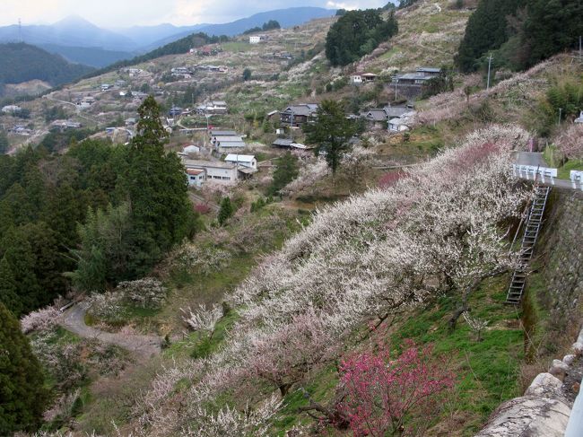 奈良県五條市の賀名生（あのう）梅林<br /><br />丘陵を麓から中腹までおおいつくすように二万本の梅が続きます。<br />さわやかで壮観な風景です。<br /><br />賀名生は「あのう」と読み、南北朝時代には南朝の首都（とは言え正式な首都ではなく、政変などの理由で一時的に使用された宮殿のことを指します）となった場所です。<br /><br />元は穴生（あなふ）という地名でしたが、後村上天皇が南朝による統一を願ってこの地を叶名生（かなう）とし、統一後に賀名生と改めました。さらに明治時代になると、原音に近い読み方の「あのう」とし、現在の「賀名生（あのう）」となりました。