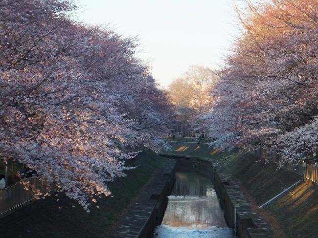 善福寺川緑地に桜を観に行ってきました。