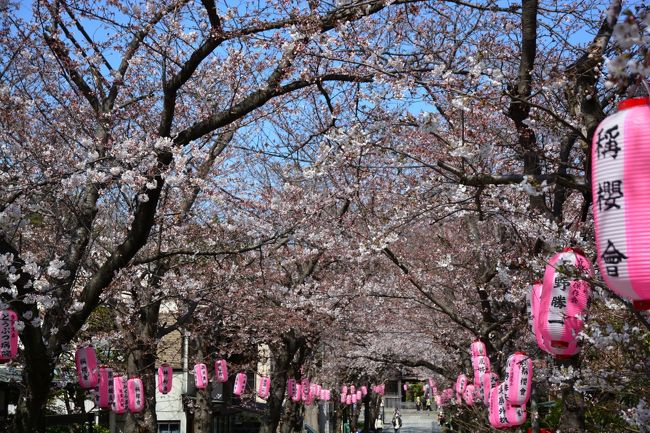お天気も良く、風もない週末。<br />気温も上がるというので、金沢文庫のお隣の称名寺にお花見に行って来ました。<br /><br />まだ桜の開花状況は、２分咲きといったところでしたが、気持ちよくお花見。<br /><br />称名寺の桜まつりは、来週の４月４日(土）ですので、なんとか、それまで桜が残っていてくれるといいですね。<br /><br />では、開花情報です。<br /><br /><br />追記<br />翌日の参道の様子も追加しました。