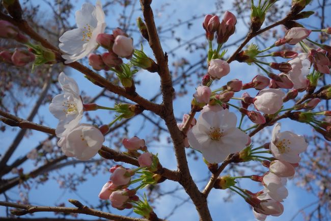 2015　まだ２分咲くらいの井の頭公園～散り始めまで