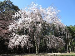 一足お先の『醍醐の花見』　2015年 3月