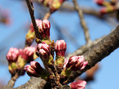 八幡桜だより～開花前編