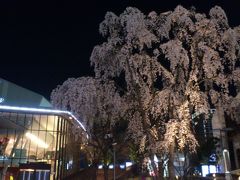 思いがけず夜桜見～赤坂咲かす文楽観劇後に目にした満開のしだれ桜・三春桜 