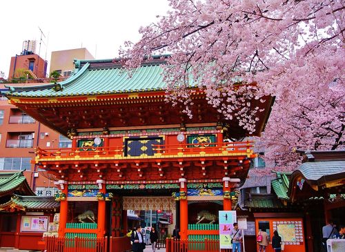 東京ぶらり散歩 ～桜を求めて御茶ノ水から上野へ お花もいいけど