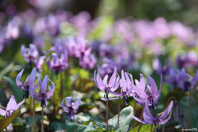 各地で見頃を迎える桜の話題で持ちきりですが、春の妖精ともいわれるかたくりの花も見頃を迎えています。<br />神奈川県相模原市にある「城山かたくりの里」には、かたくりの他にも色々な花が咲き誇り、まさに春爛漫を楽しむことが出来ましす。<br /><br />昨年に続き２度目の訪問となりますが、昨年よりも１週間ほど早く満開を迎えていました。<br />絶滅危惧種とも言われるかたくりの花、綺麗な姿を楽しませてもらいました。