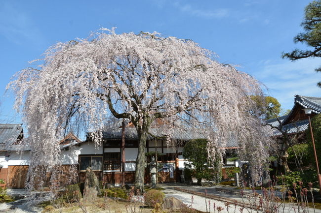 妻の冷たい視線を背中に受けつつ今日も京都の桜を探して歩いてきました。<br />まずは先週の訪問時まだ咲き出したばかりだった本満寺を皮切りに<br />鴨川の東側を中心にして最後は祇園白川のライトアップまで撮影してきました。<br />本日の行程<br />本満寺⇒天寧寺⇒下鴨神社は素通り⇒吉田神社⇒宗忠神社⇒真如堂⇒<br />金戒光明寺⇒平安神宮⇒祇園白川を下りライトアップへ<br /><br />今日も20000歩を越えてしまいました。<br />日曜日は休息日です！！<br />