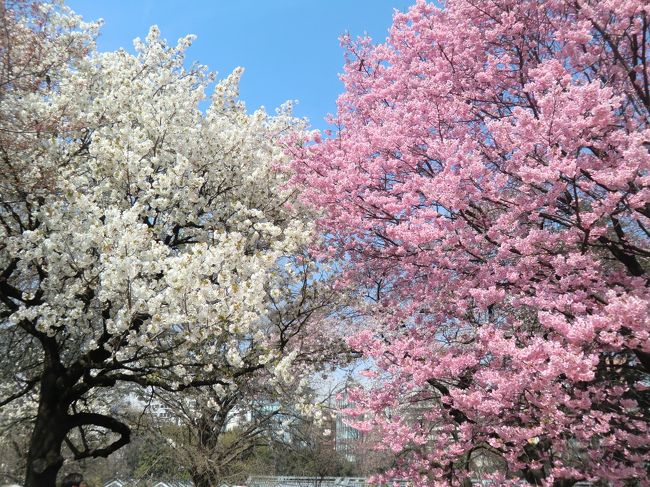 開花した桜を見に行ってきました！<br /><br />新宿御苑、王子の飛鳥山公園と音無親水公園、浦和の玉蔵院の桜です。