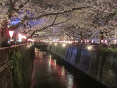 目黒川夜桜