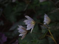 山野草に逢いたくて～瀧樹神社のユキワリイチゲ～２０１５