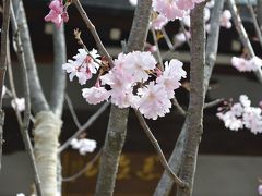 桜の開花に誘われて、谷中の寺院を強歩巡り