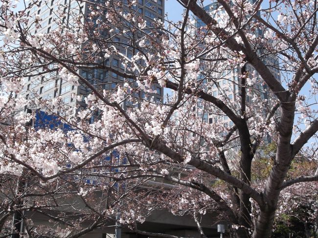 桜木町周辺で、お散歩＆お花見をしてきました。<br />まだ桜は咲き始め、という感じでしたが、春の気配が感じられて良かったです。<br /><br />