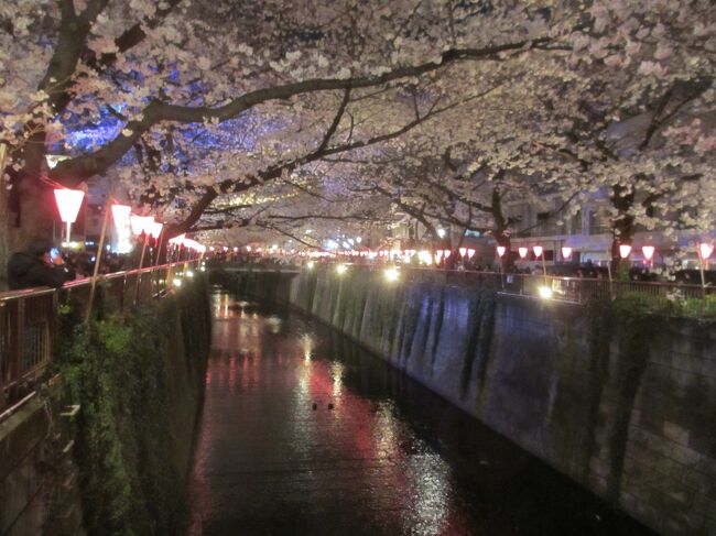 目黒川の夜桜に春を想って。