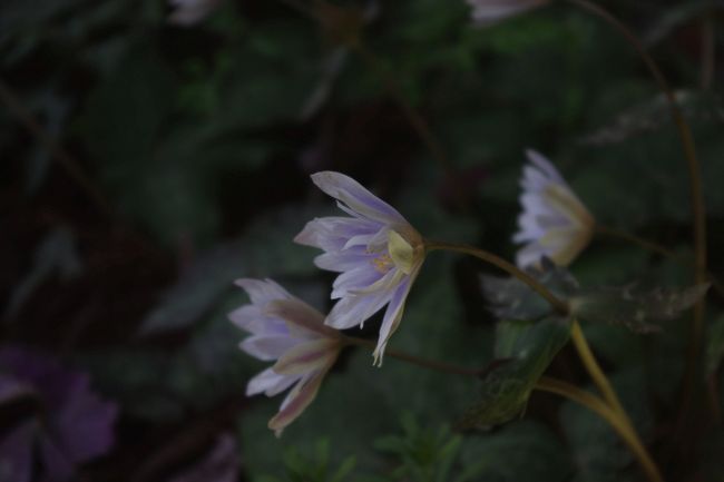 丹波路で初めて雪割一花（一華）を見て以来<br />その上品な淡い紫の花色に惹かれる。<br />そんな中<br />あるブログで薄紫色の絨毯を敷き詰めたような花の画像に釘ずけ<br />その花を見るとユキワリイチゲの群生だった！<br />しかも何度か通り見覚えのある神社の看板名<br />直ぐにでも行ってみたいと思いつつも<br />この時期は野暮用続きで行くチャンスを逃していた・・・<br />が<br />やっとチャンス到来<br />初夏のような陽気、満を持して「行くのは今でしょ！」<br /><br />雪割一花（華）<br />別名　瑠璃一華　キンポウゲ科<br /><br />近似種にイチリンソウ、ニリンソウ、キクザキイチゲ、アズマイチゲ<br />などがある<br /><br /><br />