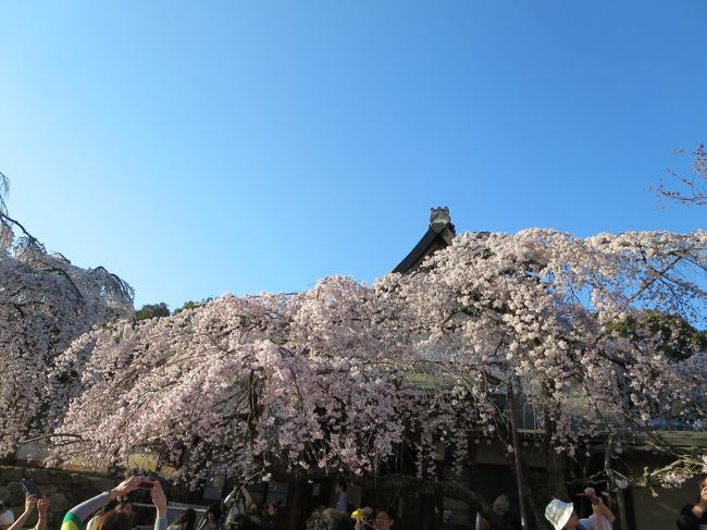 氷室神社のしだれ桜の開花情報を見たら９分咲き。<br />http://www.himurojinja.jp/<br />日曜は雨とのことなので土曜に見にいってきました。