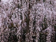 京都　早咲き桜めぐり～京都御苑、友禅苑、六角堂