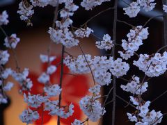 京都　早咲きの桜めぐり～渉成園、本満寺、水火天満宮、平野神社