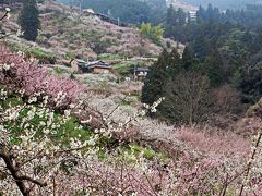 一面の梅　そして幻の皇居　後醍醐帝よこんにちわ　賀名生（あのう）梅林