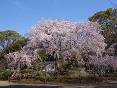 2015　東京桜散歩　六義園