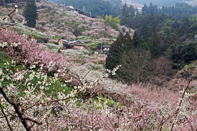 　道明寺の梅園で味をしめた私。どこかに梅林はないかと見るとあるある賀名生（あのう）梅林。去年どこかで記事を見て、ちょろっと頭の片隅に記憶があった。<br />　いろいろネットで検索するとシーズンは混むそう・・・・。山道を歩くらしい・・・・<br />　でぶで重量物のカメラを持つと坂道は無理である<br />　逆風であったが、よくよくみると早朝は車で外周道路は走れるようである。何とかいけそう。<br />　朝、４時起床。車に行く。<br />私「エッ　入江先生・・・でたー」<br />入江「私は幽霊じゃない。今日は私が付いてゆこう」<br />私「なぜ」<br />入江「今日は出るよ・・・・」<br />私「いや　もうでてますけど」<br /><br />橋本までは夜中下道で1時間。<br />五條までは、20分　いつもどおりすきやで朝食。<br />現地着は6時過ぎ。<br />人は、全山で10名くらいか。皆、車で三脚を担いでいる。<br />駐車場は、まだ開いてもいない。<br /><br /><br />賀名生（あのう）梅林<br /><br />五條市西吉野町には約30haの梅林があります。早春の陽光を浴びて、<br />純白や淡い紅色の２万本もの梅花が咲き、雲海のような幻想的な風景が広がります。口の千本、西の千本、奥の千本などの景勝ポイントがあります。<br /><br />　賀名生（あのう）という地名は南朝時代に付いた由緒あるもので、周辺には賀名生皇居跡や歴史民俗資料館があります。梅酒や梅干しに欠かせない梅の実。南高、白加賀、林州などの品種があり、６月に収穫期を迎えます。<br /><br />