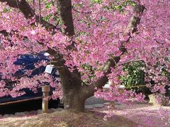 JOCOOLさんご夫妻と行く春の京都☆京都御所・長徳寺～オカメ桜は綺麗でしたヽ(^o^)丿